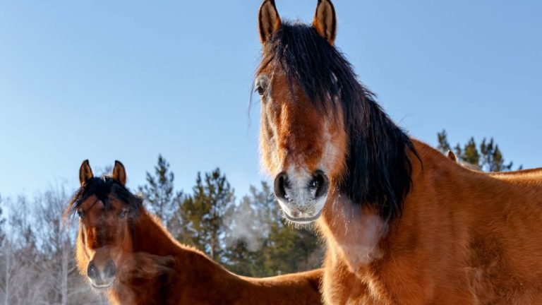 respiration cheval hiver